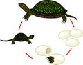 Life cycle of European pond turtle Emys orbicularis. Sequence of stages of development of turtle from egg to adult animal